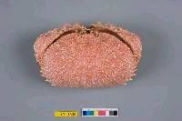 藏品(日本饅頭蟹)的圖片